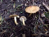 Inocybe flocculosa image