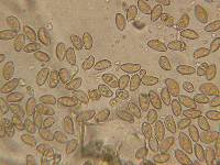 Inocybe flocculosa image
