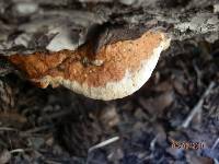 Fomitopsis schrenkii image