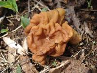 Gyromitra korfii image