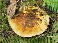 Cortinarius ponderosus image