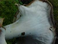 Polyporus leptocephalus image