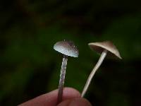 Mycena subcaerulea image