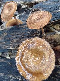 Lentinus velutinus image