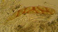 Propolis farinosa image