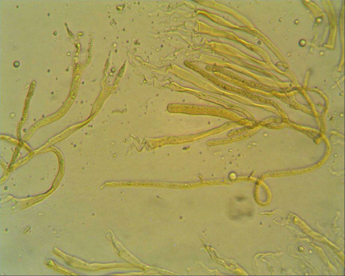 Dacrymyces variisporus image