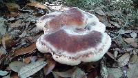 Laetiporus persicinus image