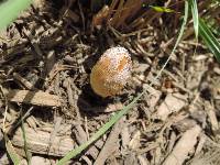 Coprinellus flocculosus image