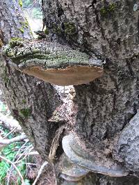 Phellinus igniarius image