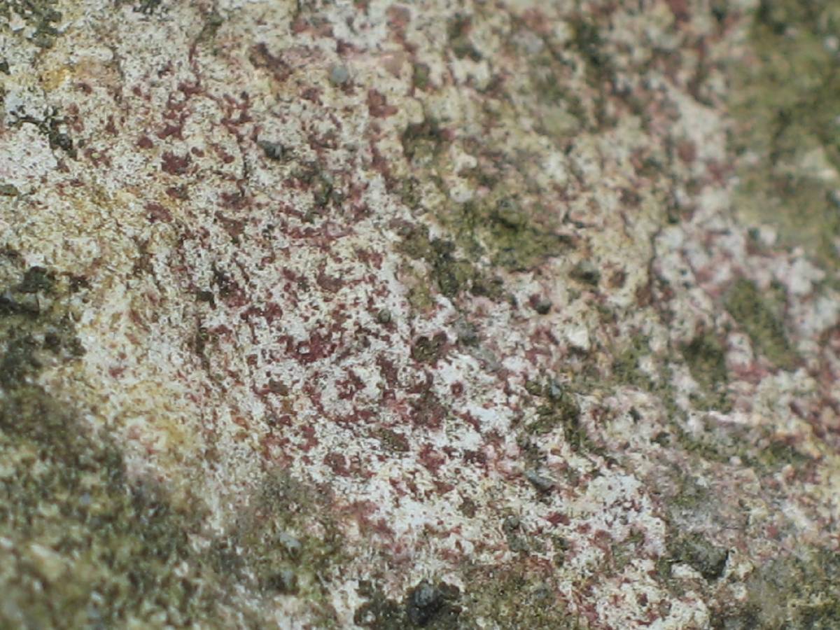 Verrucaria marmorea image
