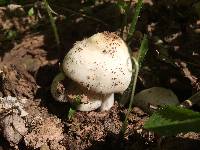 Pluteus petasatus image