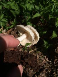 Pluteus petasatus image