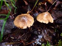 Inocybe grammata image