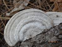 Trametes hirsuta image