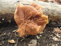 Gyromitra brunnea image