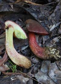 Boletus barragensis image