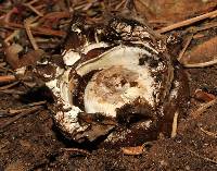 Astraeus pteridis image
