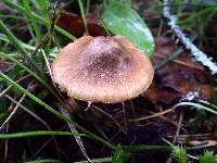 Inocybe cinnamomea image