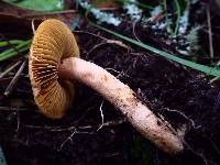 Inocybe cinnamomea image