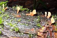 Dacryopinax spathularia image