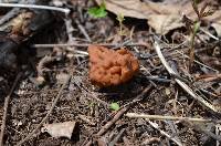 Gyromitra korfii image