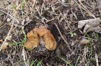 Gyromitra korfii image