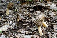 Morchella diminutiva image