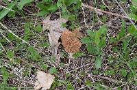 Morchella americana image