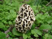 Morchella americana image