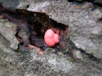 Lycogala epidendrum image