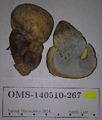 Boletus rubripes image