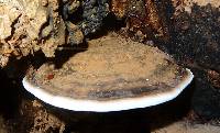 Ganoderma fornicatum image