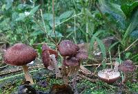 Gymnopus luxurians image