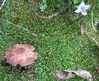 Gymnopus luxurians image
