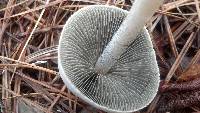 Panaeolus antillarum image
