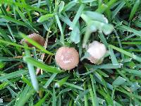 Psilocybe inquilina image