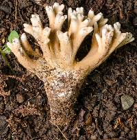 Ramaria capitata image