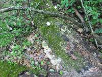 Trametes cubensis image