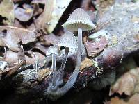 Mycena galericulata image