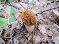 Morchella punctipes image