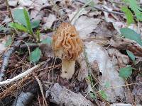 Morchella punctipes image