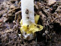 Amanita elongata image