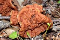 Gyromitra brunnea image