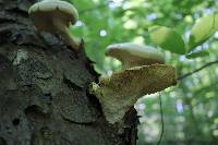 Neolentinus lepideus image