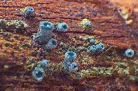 Chlorociboria aeruginosa image