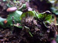 Peltigera venosa image