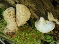 Crepidotus applanatus image