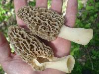 Morchella americana image