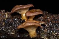 Panus conchatus image