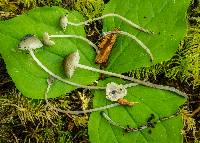 Mycena amicta image